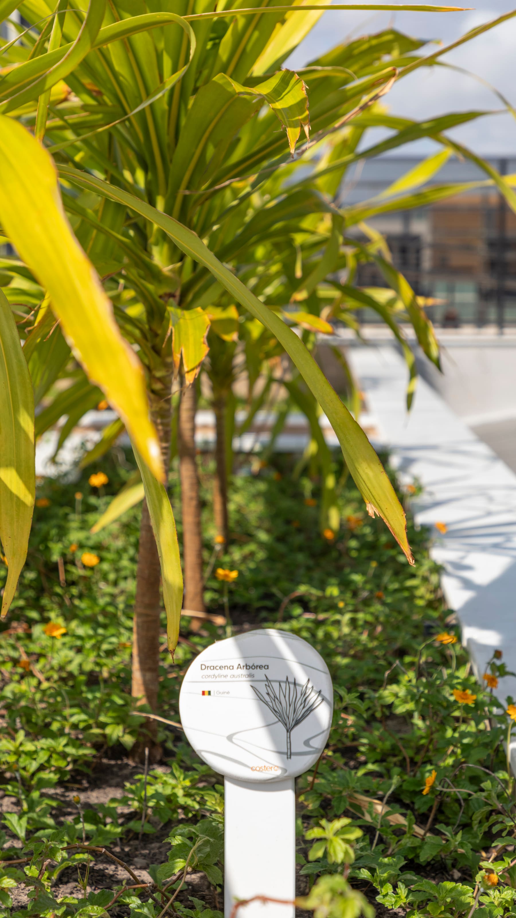 Placa de identificação paisagística da Dracena Arbórea
